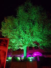 Baum Kronach Leuchtet 2017 (2)